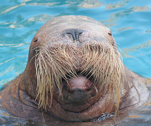 wilford brimley walrus