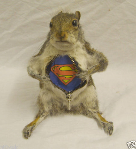 Super Squirrel - Neatorama