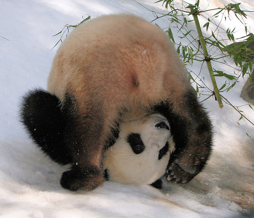 pandas snow playing panda roll neatorama