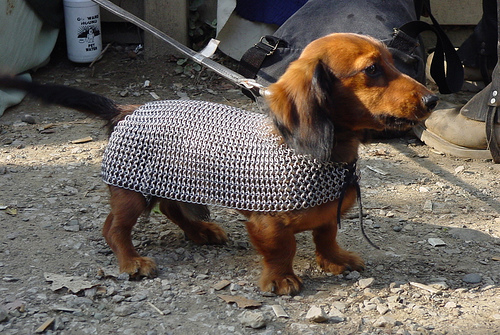 Dachshund in Chain Mail - Neatorama