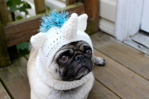 unicorn pug hat pugs dog costume magical costumes neatorama hats unicorns dressed puppies pet cat shrek sweet own weaver freddy