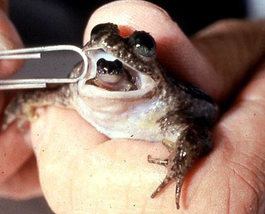 Scientists Resurrect Freaky Extinct Frog That Gives Birth Through