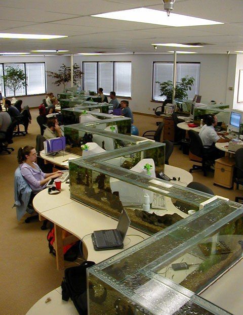 Office Aquarium Doubles As A Desk Divider Neatorama