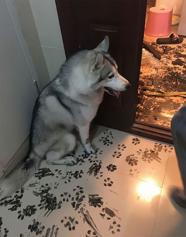 Husky hot sale at home