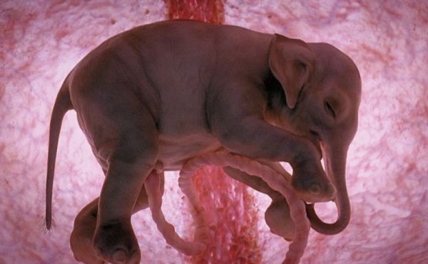 Computer Generated Images Of Animals In The Womb Neatorama