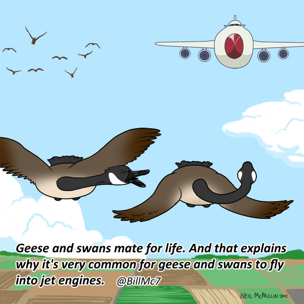 geese-cartoon