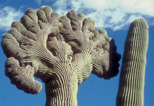 Fasciated Saguaro - Neatorama